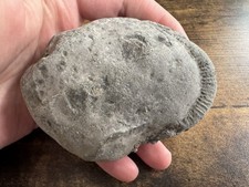 Ammonit Fossil 8,6x6,5x4,1 cm