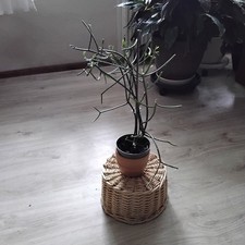 Bleistiftstrauch,Euphorbia sucht neues Zuhause 