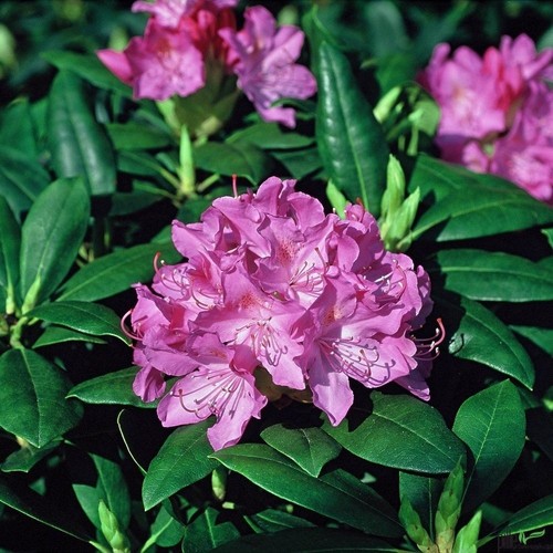Rhododendron hybr 40 - rhododendron, cm