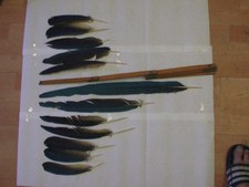 Gelbbrustara Ara-Federn 12 Stk. Vogelfedern Papageienfedern Mauserfedern 57 cm