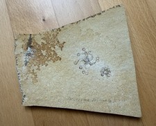 Saccocoma Pectinata Crinoide