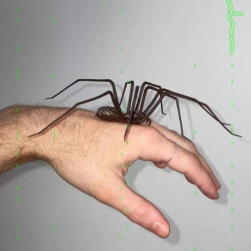 Spinne realistic - 3d,