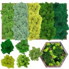 Islandmoos, Moos in 5 Versch