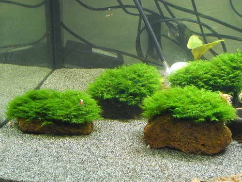 Mini phönixmoos fissidens - mini,