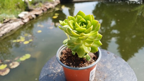 Aeonium castello paivae - castello-paivae, im