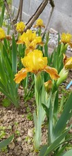 IRIS nana kleine Schwertlilie