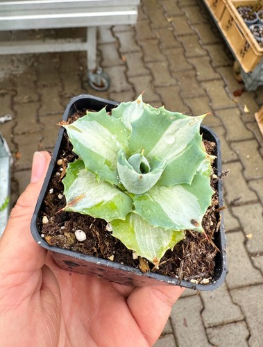 Agave potatorum ouhi raijin - potatorum, ouhi-raijin