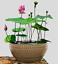 Nelumbo nucifera Samen, chinesische Mini Lotusblume, Bowl Lotus, Schüssel Lotus