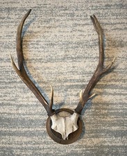 Geweih   Hirschgeweih  9 Ender