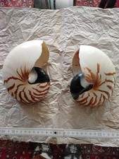 2x großer Nautilus,  Perlboot, Muschel, Schnecke, Schöner Natürlicher Zustand 