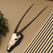 Oryx (Oryx gazella) Antilope