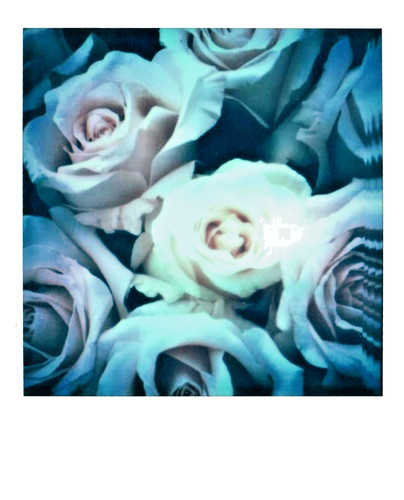Araki nobuyoshi blumen - araki, -blumen-