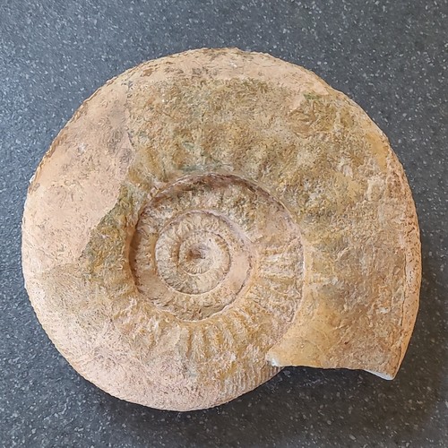 Großer ammonit orthosphinctes - großer,