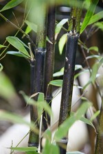 Phyllostachys nigra, Schwarzer Bambus, 150–200 cm