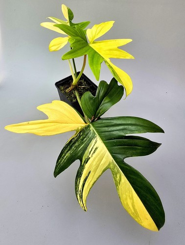 Sehr schöner philodendron - sehr,