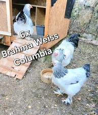 Brahma Bruteier WEISS SCHWARZ