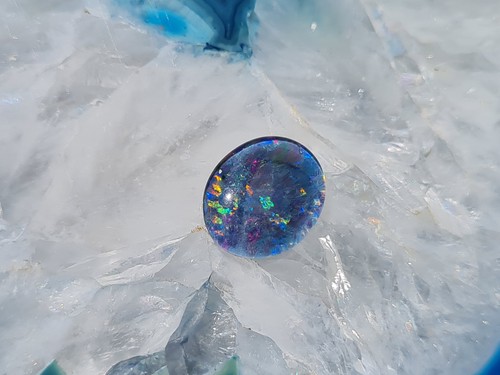 Schöne große australische - große,