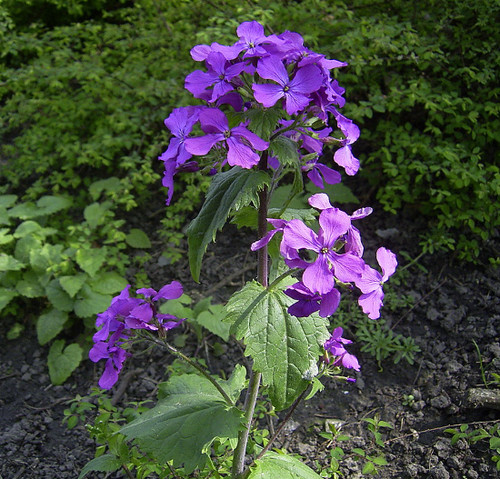 Mondviole silberblatt lunaria - mondviole,