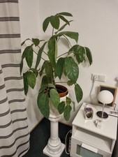 Große Grünpflanzen