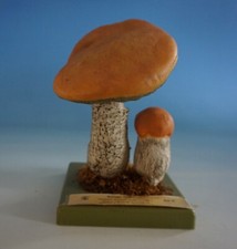 RS0721-184: SOMSO anatomisches Modell Pilz Mushroom Rotkappe