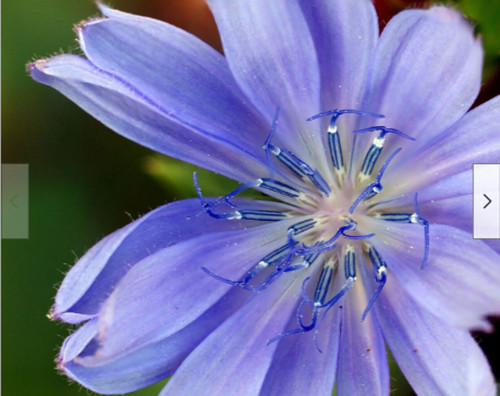 Wegwarte cichorium intybus - wegwarte,