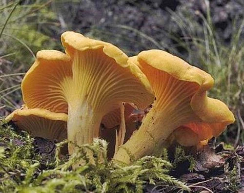Bio pfifferlinge 200 pilz - pfifferlinge,