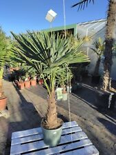 Trachycarpus fortunei 180cm