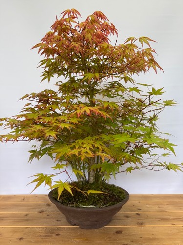 Bonsai acer palmatum - bonsai,