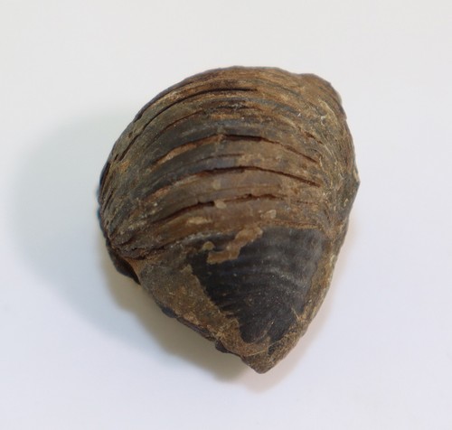 Trilobit wenndorfia - trilobit,,
