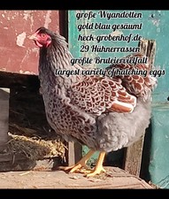 12 Bruteier Wyandotten gold