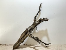 Schwarze asiatische Moorwurzel