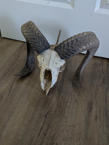 Mufflon widder schädel - mufflon,