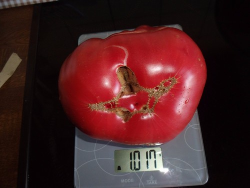 Belmonte fleischtomaten - ,