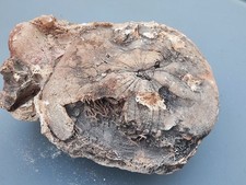 riesiger versteinerter Seeigel