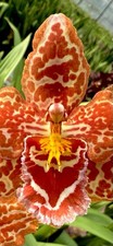 Odontoglossum Kobe Orange