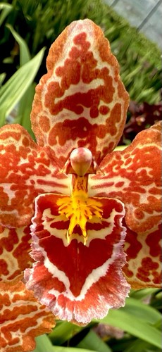 Odontoglossum kobe orange - odontoglossum,