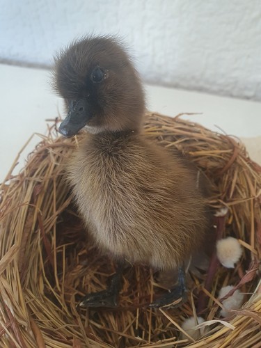 Taxidermie süßes enten - taxidermie,