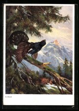 Künstler-AK Birkhahn im