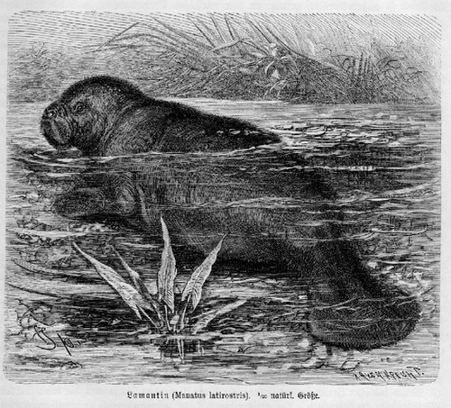 Seekuh lamantin manatus - lamantin,