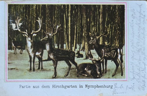 München hirschgarten 1908 - ak,