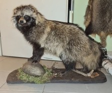 Marderhund!!!Tierpräparat 