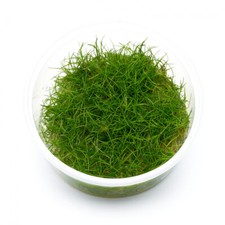 Eleocharis sp. "Mini" |