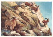 717401) AK Carl Hagenbecks