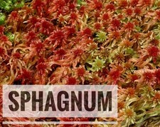 🔝 lebendes Terrarien Moos 2