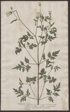 Bidens bipinnata Goldmarie