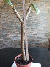 Frangipani Plumeria  Pflanze