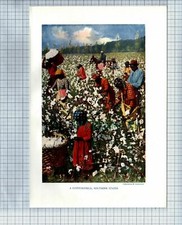 (7628) Cotton Field Pickers