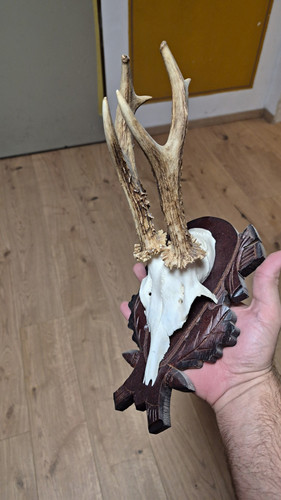 Rehbock geweih trophäe mit - rehbock, geweih-trophäe