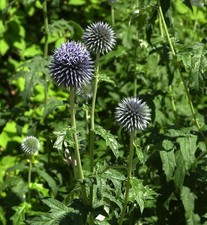 Kugeldistel Blue Glow -