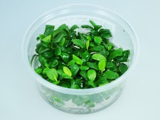Anubias barteri var. nana in vitro 8,5 cm Aquarienpflanze Aufsitzer